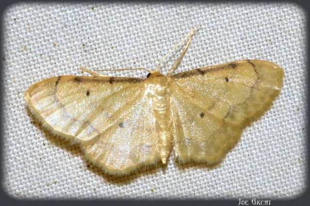 Idaea politaria - vonalas apróaraszoló