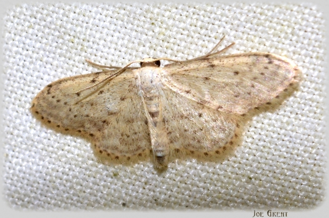Idaea seriata - szürke apróaraszoló
