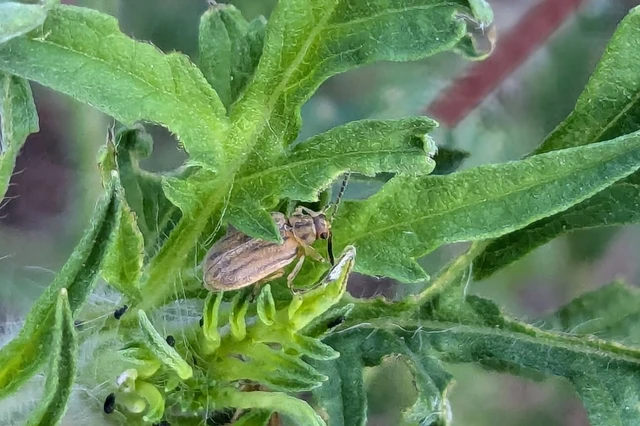 Ophraella communa - parlagfű-olajosbogár
