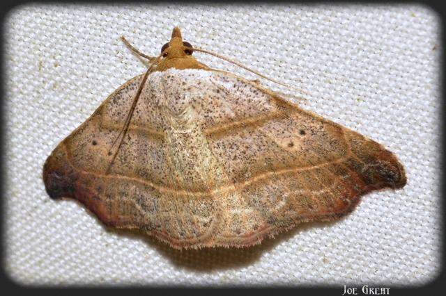 Laspeyria flexula - zuzmóbagoly