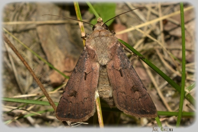 Agrotis exclamationis - felkiáltójeles földibagoly
