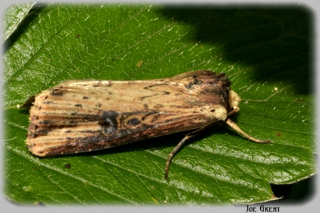 Axylia putris - vonalkás földibagoly