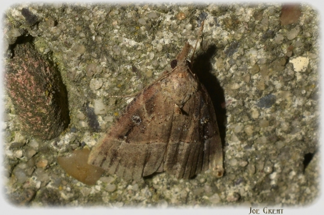 Hypena rostralis - közönséges karcsúbagoly