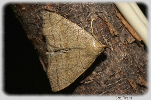 Herminia tarsicrinalis - szőröslábú karcsúbagoly