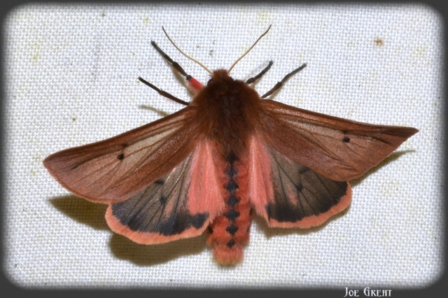 Phragmatobia fuliginosa - füstös medvelepke