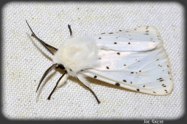 Spilosoma lubricipedum - tejszínű medvelepke