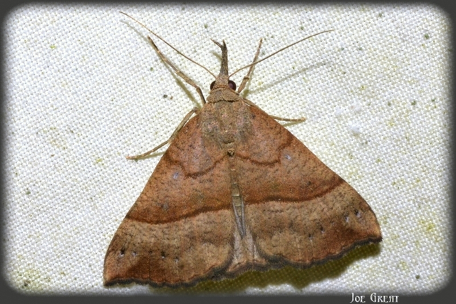 Hypena proboscidalis - ormányos karcsúbagoly