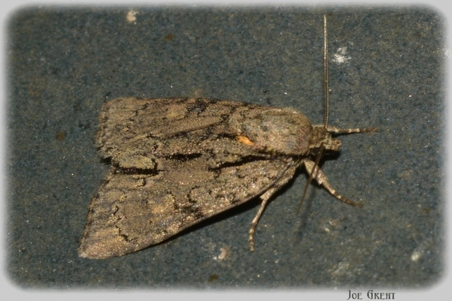 Acronicta strigosa - kis szigonyosbagoly