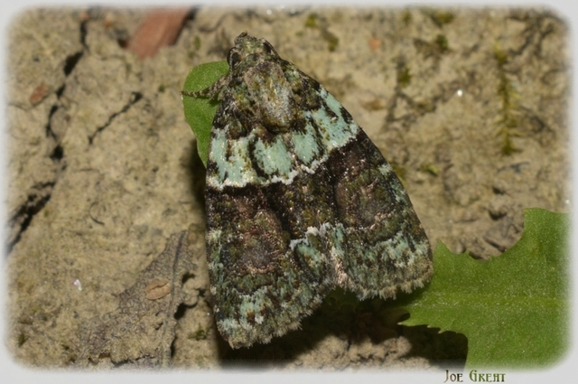 Cryphia algae - sárgászöld zuzmóbagoly