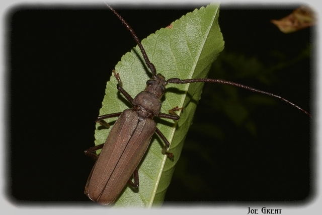 Aegosoma scabricorne - diófacincér