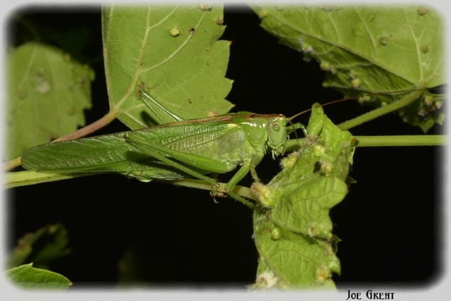 Tettigonia viridissima - zöld lombszöcske