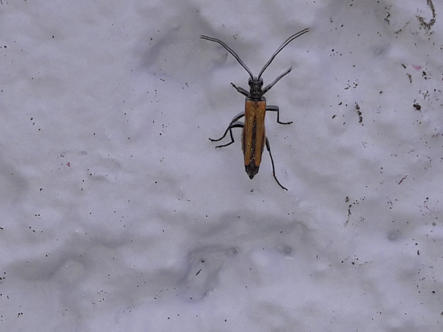 Oedemera femorata - sárgahátú álcincér