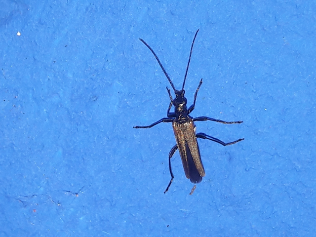 Oedemera femorata - sárgahátú álcincér