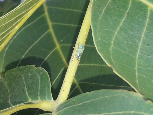 Polydrusus formosus - selymes lombormányos