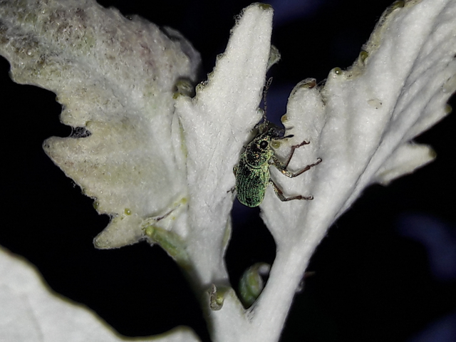 Polydrusus formosus - selymes lombormányos