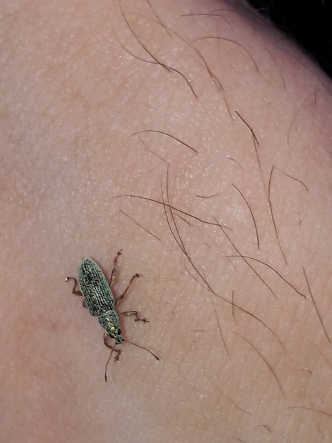 Polydrusus formosus - selymes lombormányos