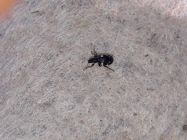 Polydrusus picus - pikkelyfoltos lombormányos