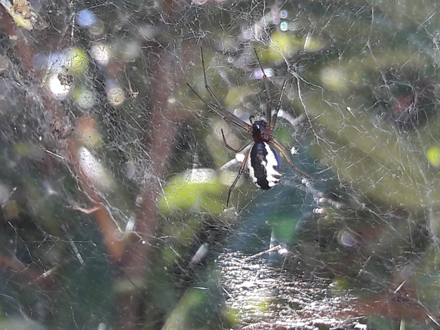 Linyphiidae - vitorláspókok
