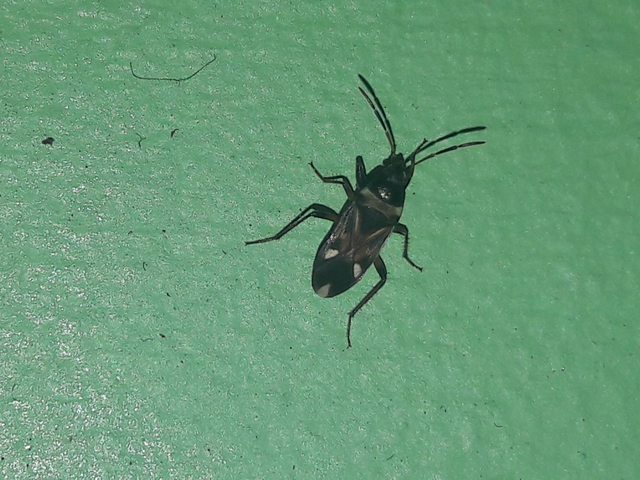 Raglius alboacuminatus - tarka díszesbodobács
