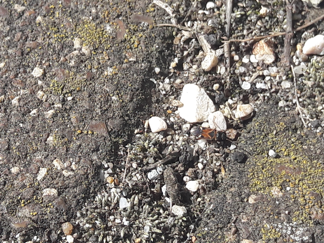 Raglius alboacuminatus - tarka díszesbodobács