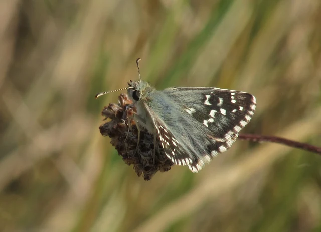 Pyrgus serratulae - homályos busalepke