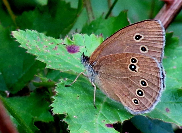 Aphantopus hyperanthus - közönséges ökörszemlepke