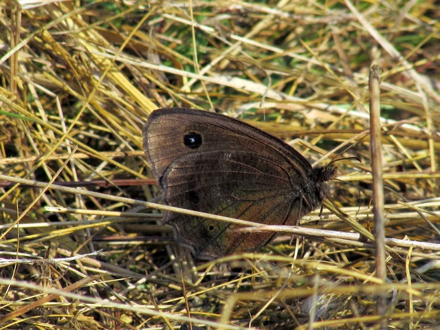 Minois dryas - fekete szemeslepke