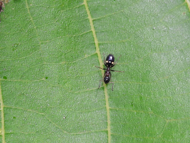 Dolichoderus quadripunctatus - négypettyes erdeihangya
