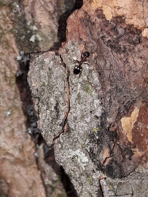 Dolichoderus quadripunctatus - négypettyes erdeihangya