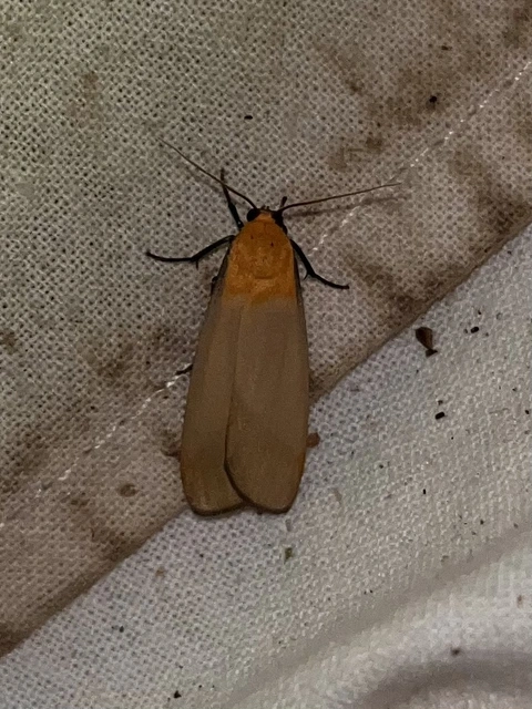 Lithosia quadra - négypettyes zuzmószövő
