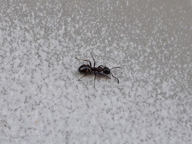 Dolichoderus quadripunctatus - négypettyes erdeihangya