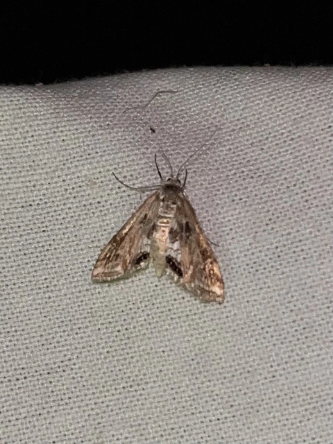 Cataclysta lemnata - békalencsemoly