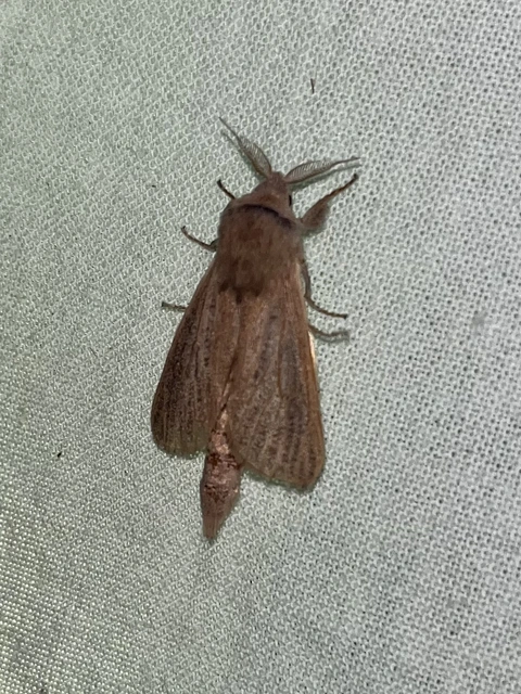 Phragmataecia castaneae - nádfúrólepke