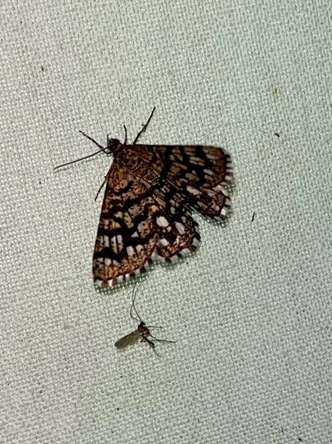 Chiasmia clathrata - rácsos rétiaraszoló