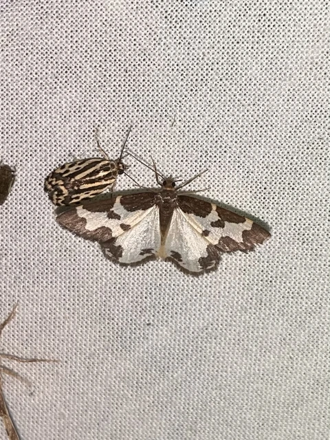 Lomaspilis marginata - szegélyes nyárfaaraszoló