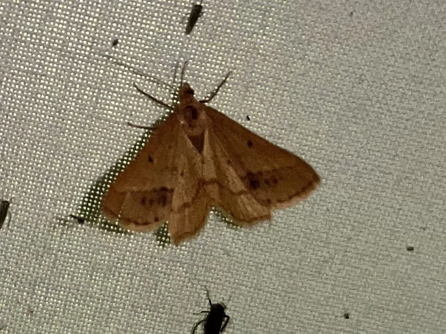 Tephrina arenacearia - lucerna-araszoló