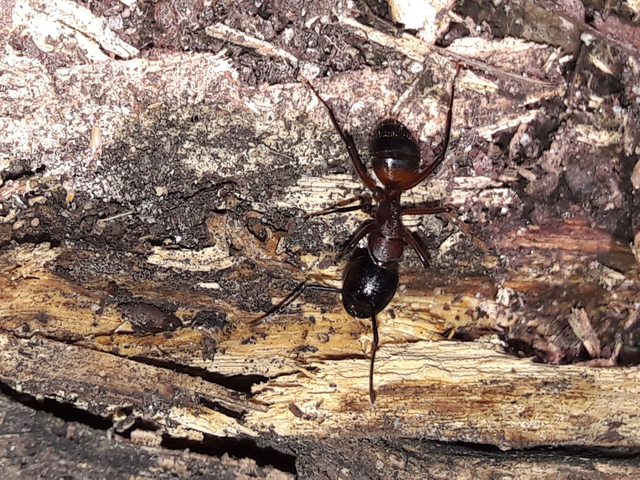 Camponotus ligniperda - faodvasító lóhangya