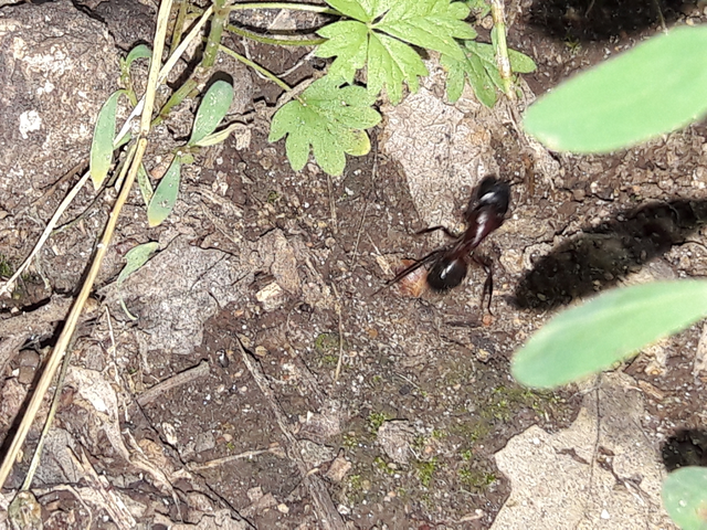 Camponotus ligniperda - faodvasító lóhangya