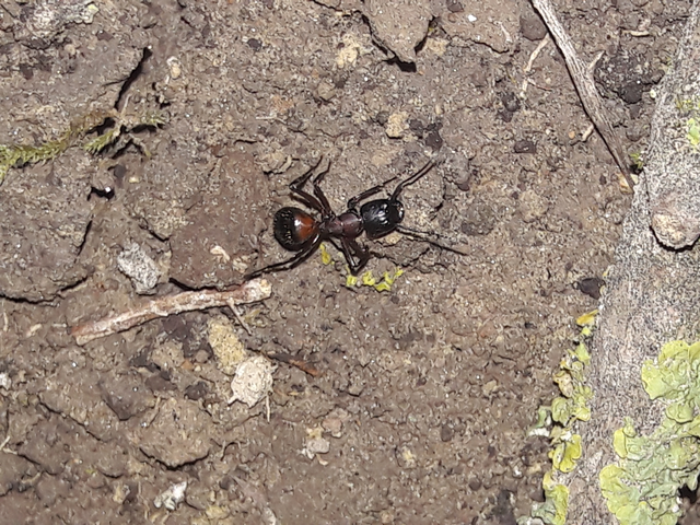 Camponotus ligniperda - faodvasító lóhangya