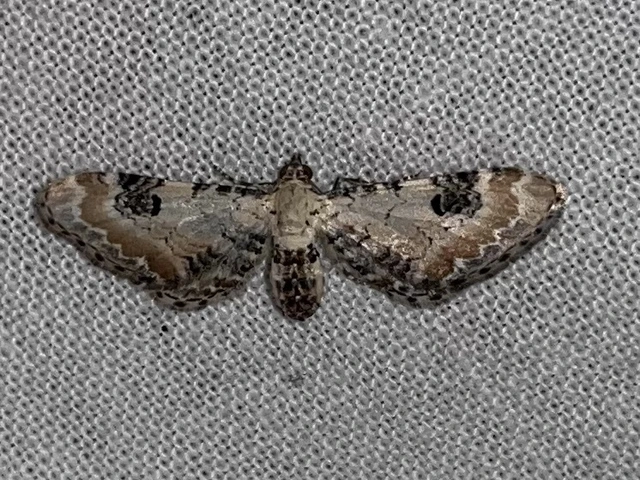 Eupithecia centaureata - búzavirág-törpearaszoló