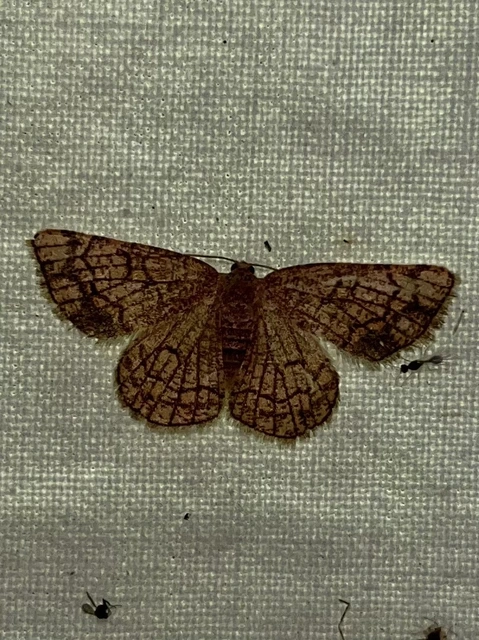 Stegania dilectaria - fehérnyár-araszoló