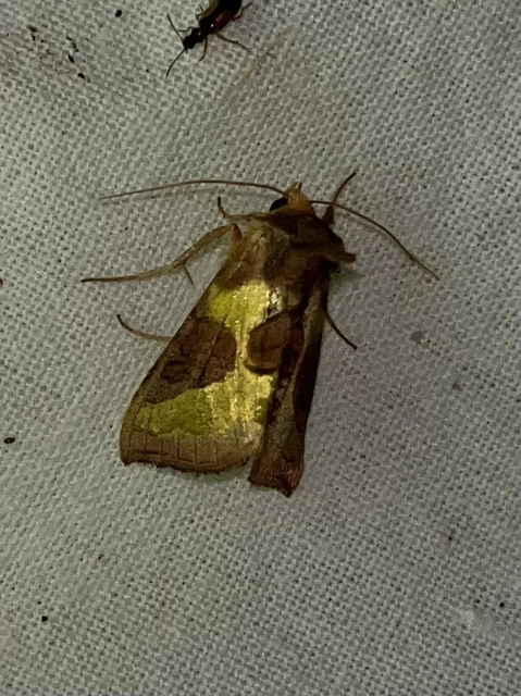 Diachrysia chrysitis/stenochrysis