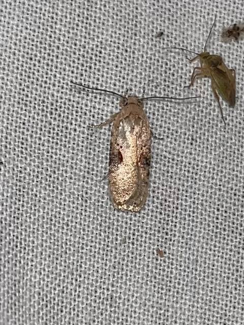Agonopterix