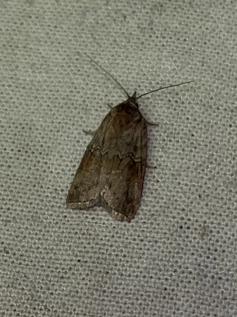 Nycteola asiatica - nyárfa-trapézbagoly