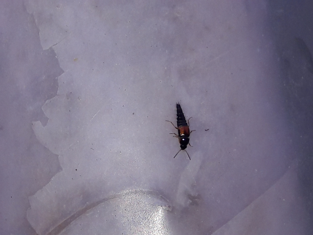 Tachyporus hypnorum - közönséges kószaholyva