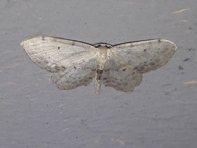 Idaea dimidiata - gyakori apróaraszoló