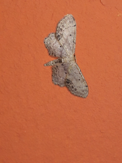 Idaea dimidiata - gyakori apróaraszoló
