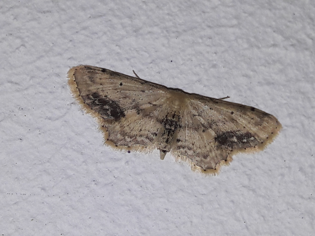 Idaea dimidiata - gyakori apróaraszoló