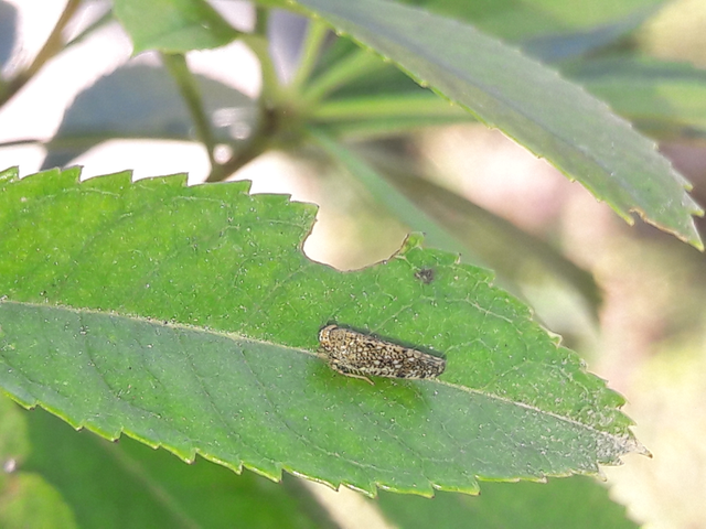 Orientus ishidae