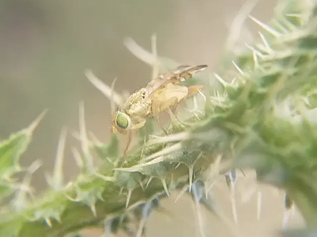 Tephritidae - fúrólégyfélék